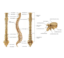 Budowa kręgosłupa